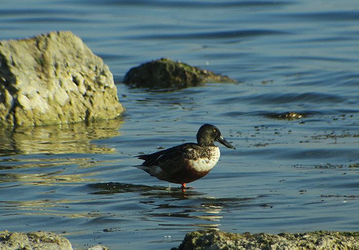 05_loeffelente_northern-shoveler_ismaninger_2018-10-21_2944