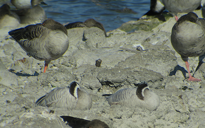 06_streifengans_bar-headed-goose_ismaninger_2018-10-21_2992