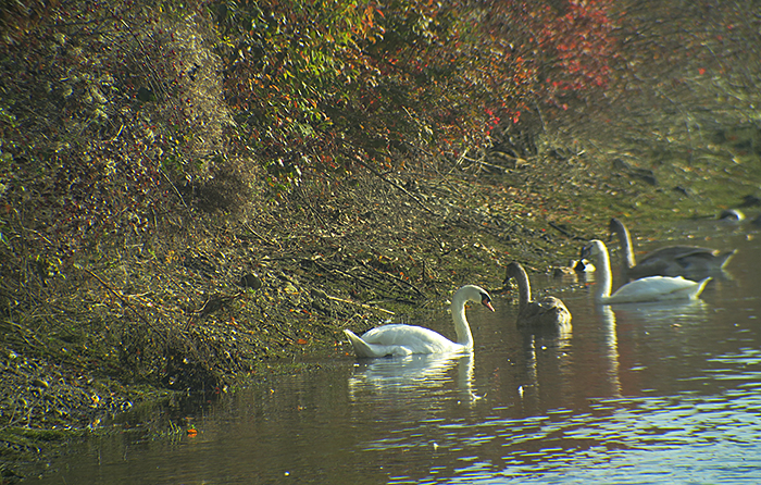 07_hoeckerschwan_mute-swan_ismaninger_2018-10-21_2922