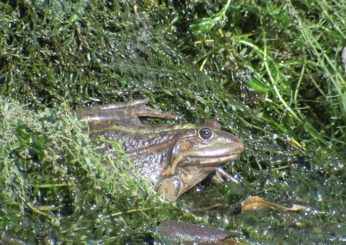 11_seefrosch_ismaninger_2018-10-21_3028