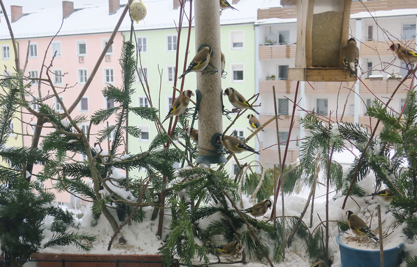 01_stieglitze_european_goldfinch_muenchen_2019-01-12_6256