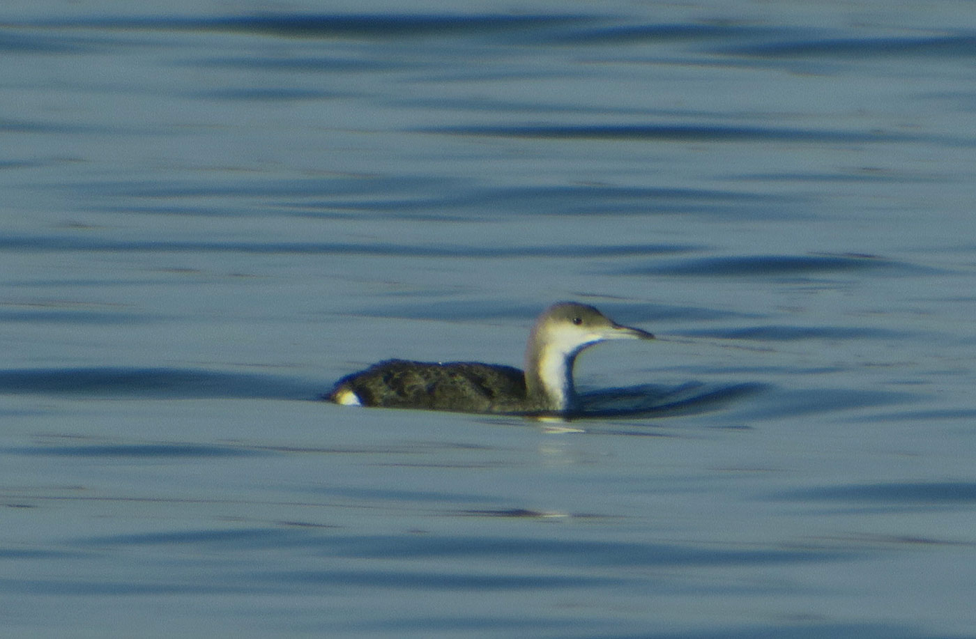 02_prachttaucher_black-throated-loon_starnberger-see_2018-12-28_5994