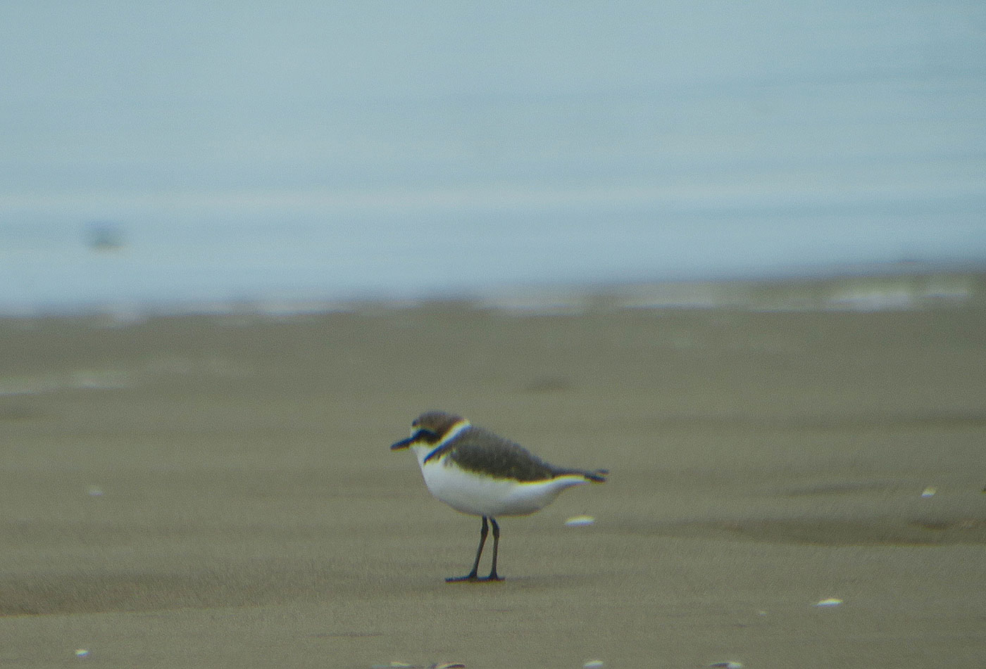 02_seeregenpfeifer_kentish-plover_atlantik_marokko_2018-11-25_4175