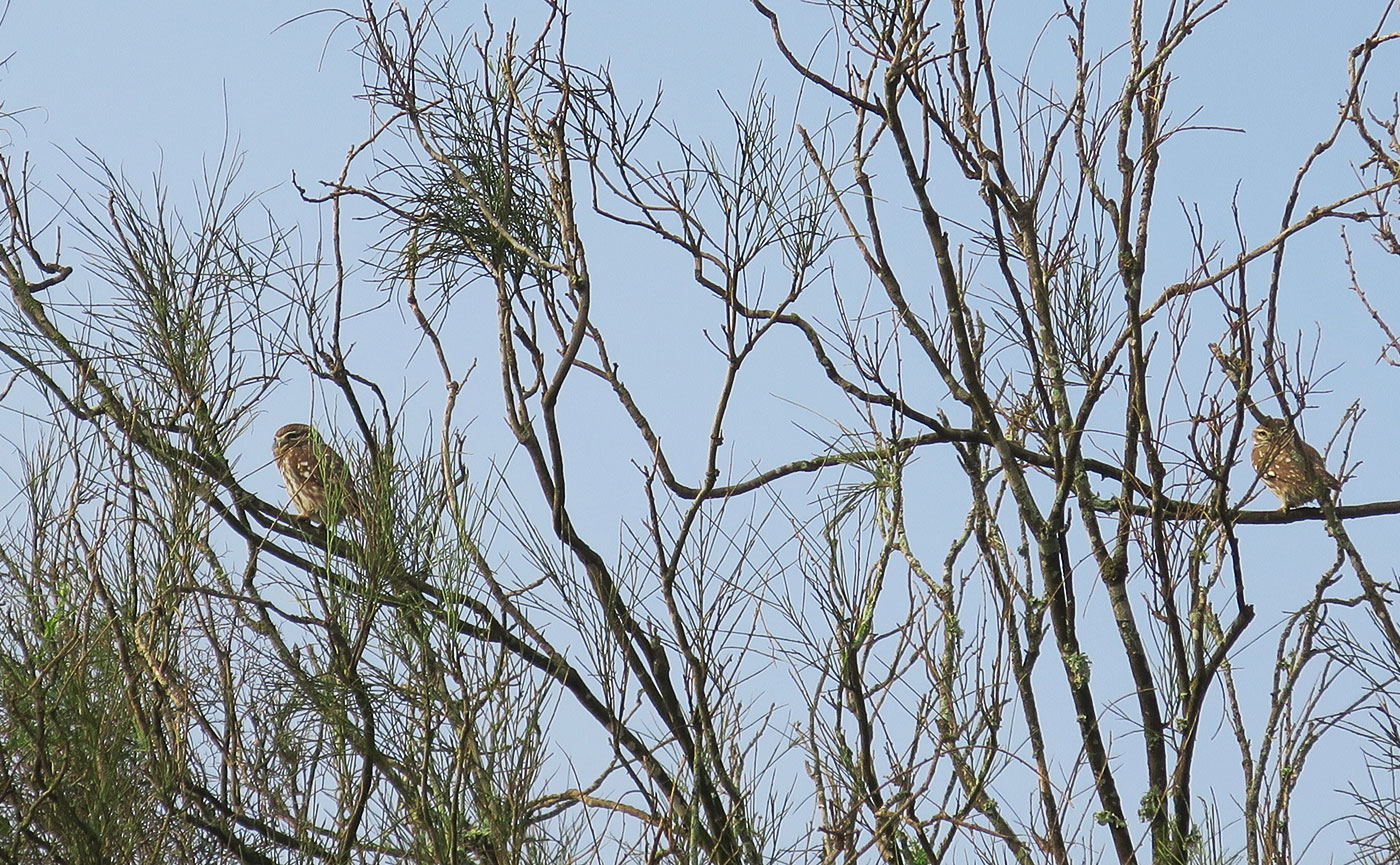 02_steinkauz_little-owl_sidi-wassay_marokko_2018-11-26_4394