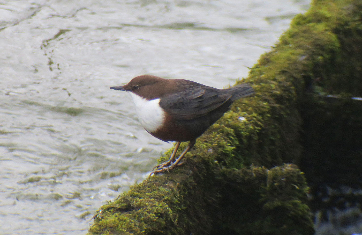 02_wasseramsel_white-throated-dipper_muenchen_2019-01-12_6275