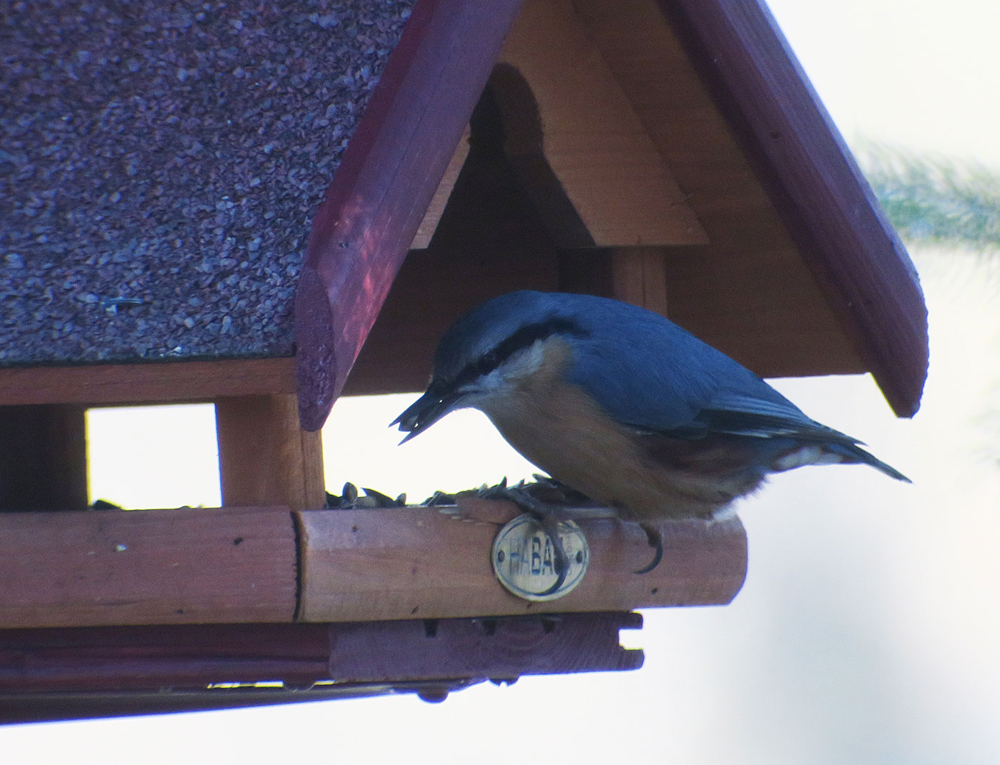 03_kleiber_eurasian-nuthatch_friedhof-perlacher_2018-12-26_5893