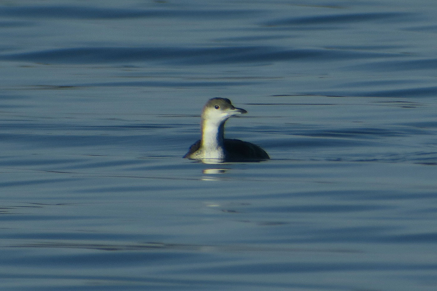 03_prachttaucher_black-throated-loon_starnberger-see_2018-12-28_5997