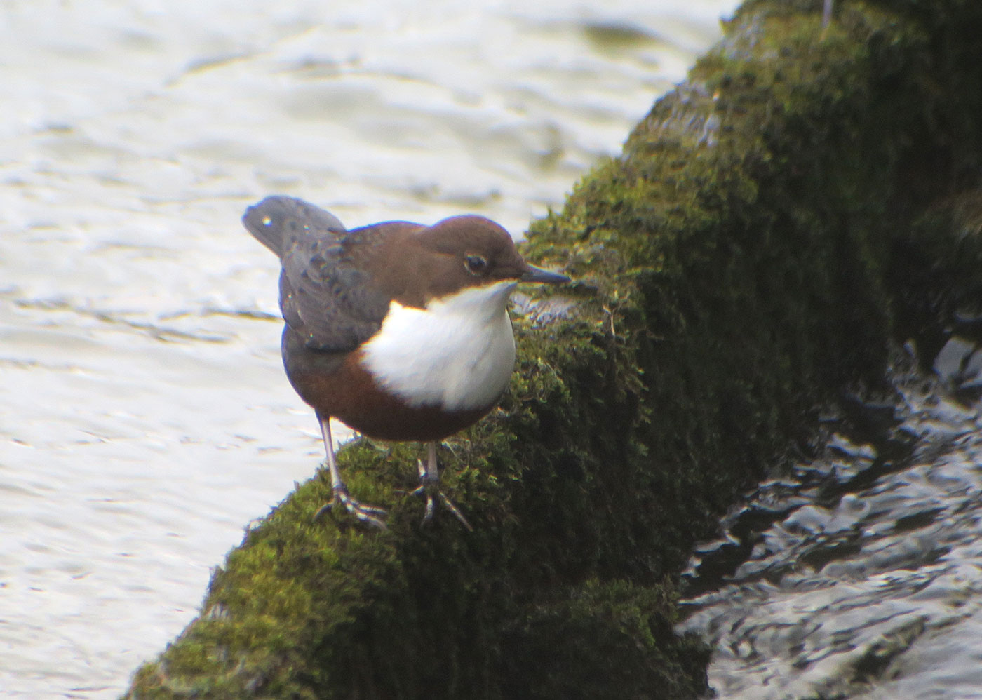 03_wasseramsel_white-throated-dipper_muenchen_2019-01-12_6296