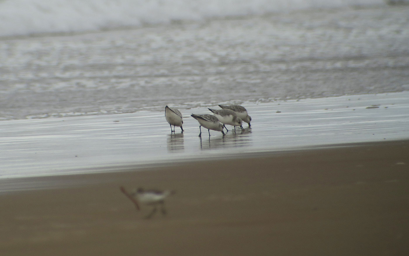 04_sanderling_atlantik_marokko_2018-11-25_4202