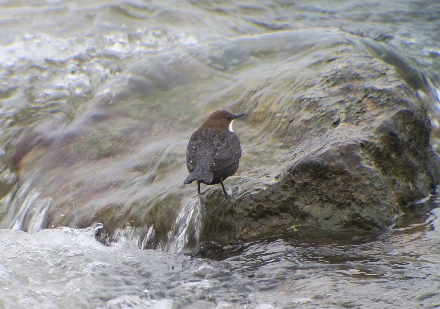 04_wasseramsel_white-throated-dipper_muenchen_2019-01-12_6312