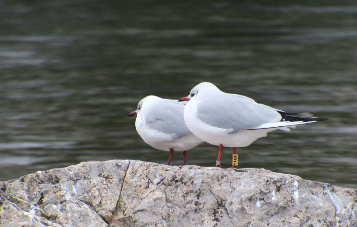 05_lachmoewe_black-headed-gull_muenchen_2019-01-12_6318