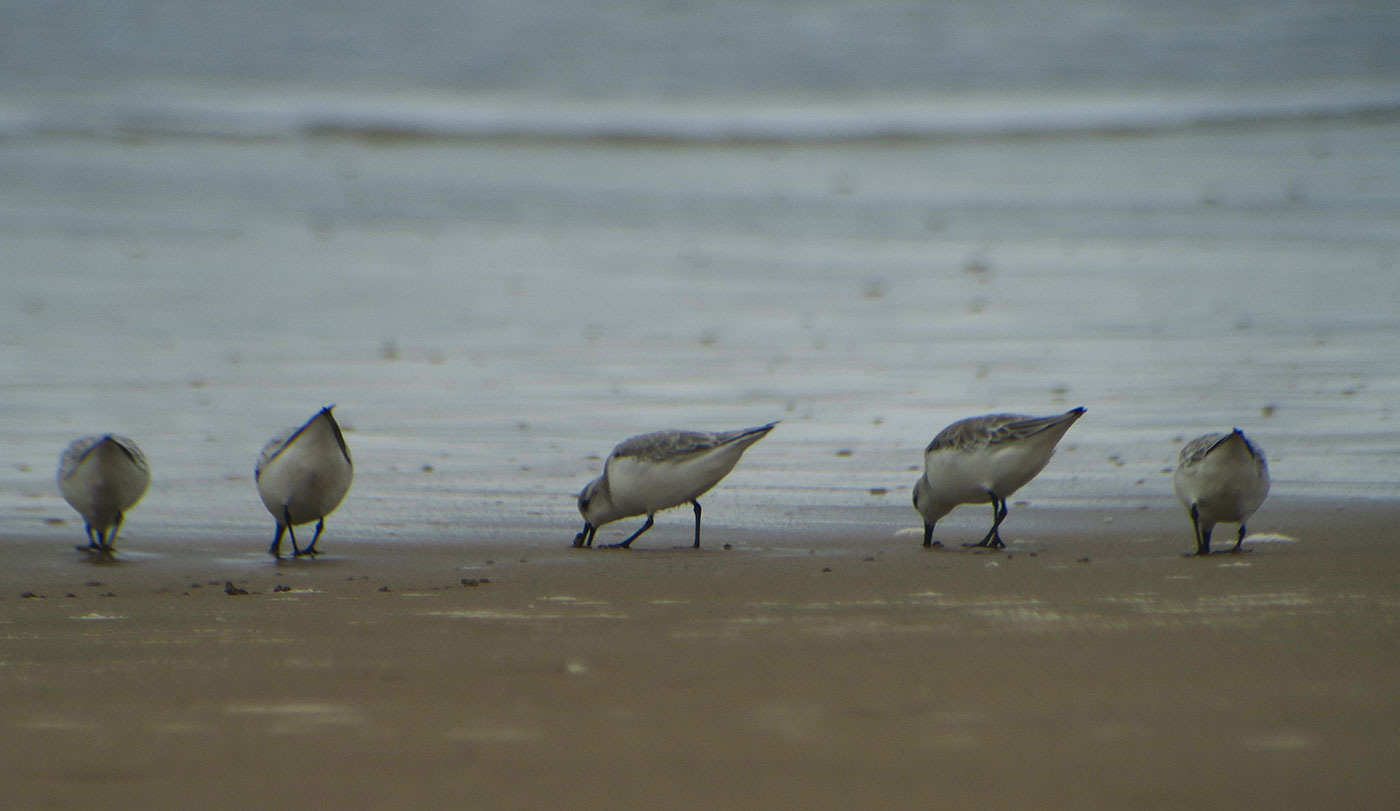 05_sanderling_atlantik_marokko_2018-11-25_4222