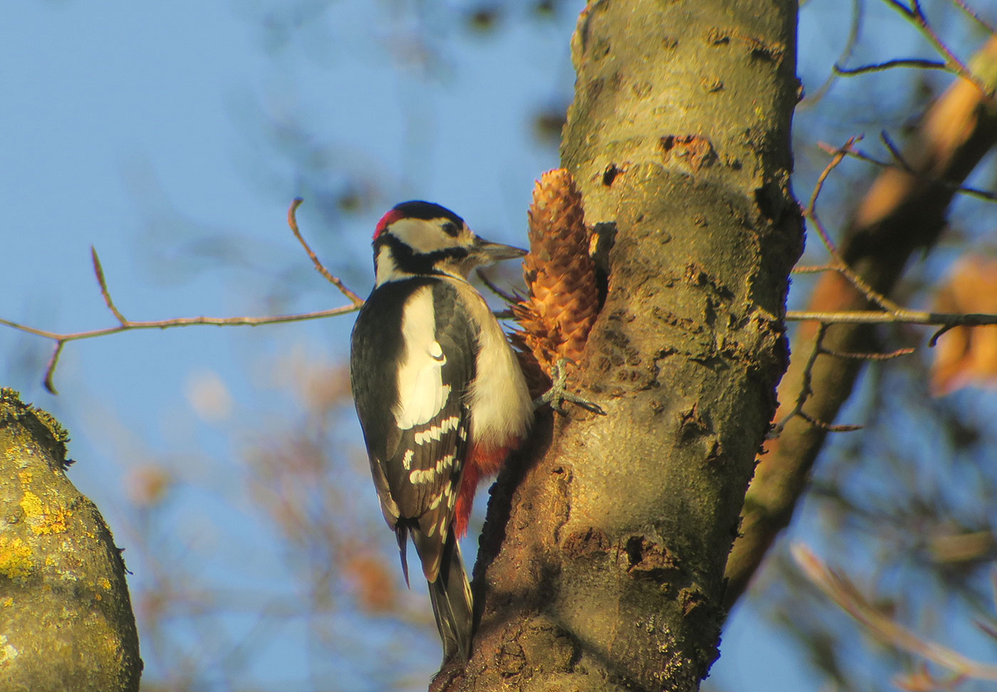 06_buntspecht_great_spotted-woodpecker_spechtschmiede_friedhof-perlacher_2018-12-26_5903