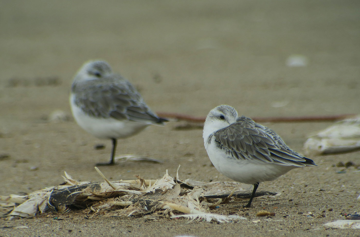 06_sanderling_atlantik_marokko_2018-11-25_4213