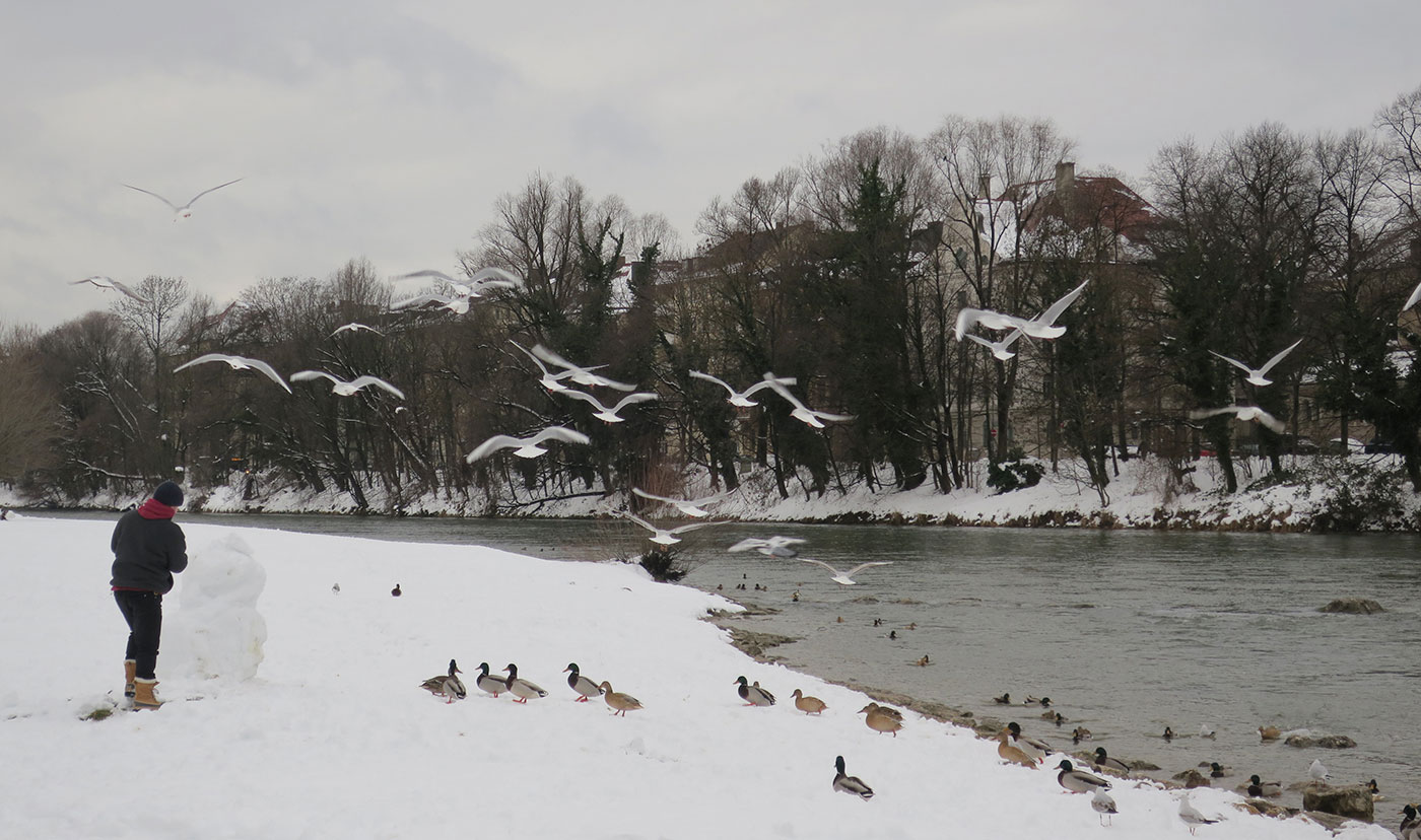 06_stockenten_mallard_isar_muenchen_2019-01-12_6335