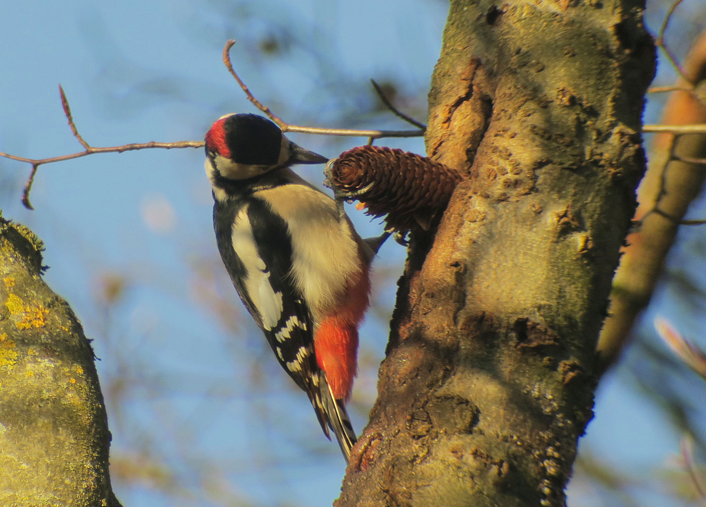 07_buntspecht_great_spotted-woodpecker_spechtschmiede_friedhof-perlacher_2018-12-26_5921