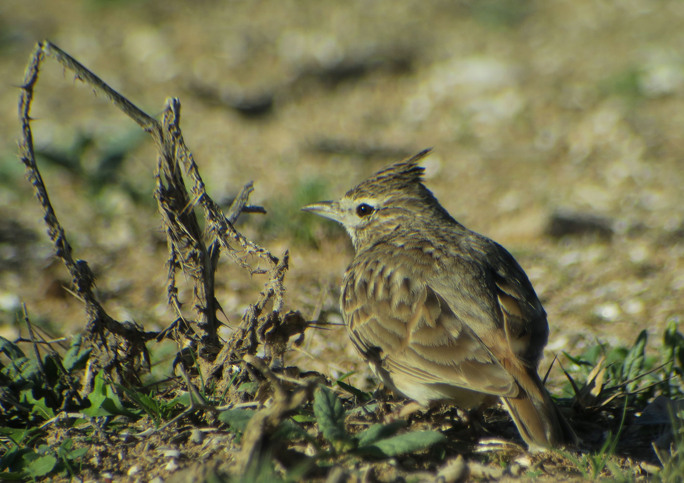 07_theklalerche_thekla-lark_sidi-wassay_marokko_2018-11-24_3485