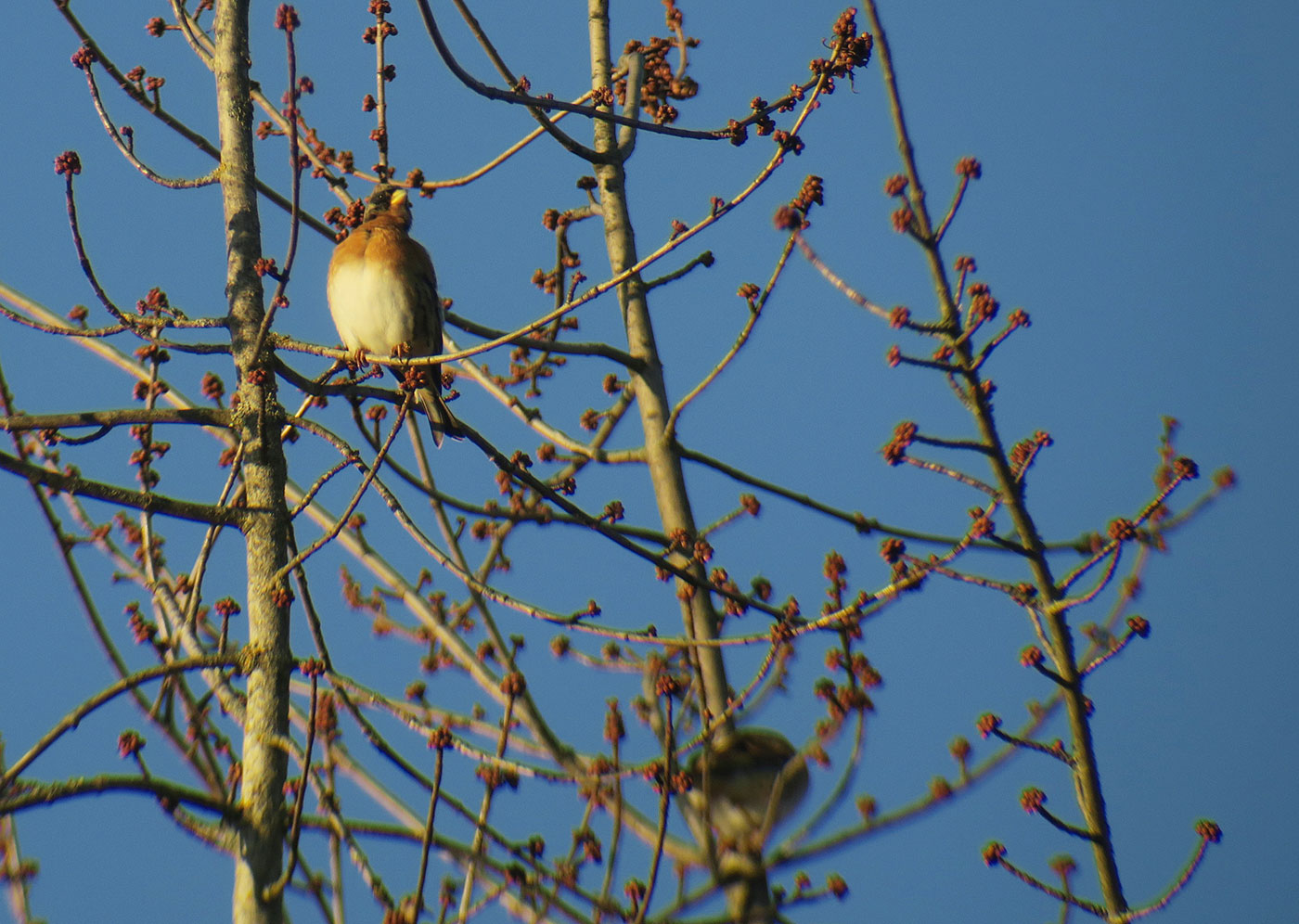 08_bergfink_brambling_friedhof-perlacher_2018-12-26_5944