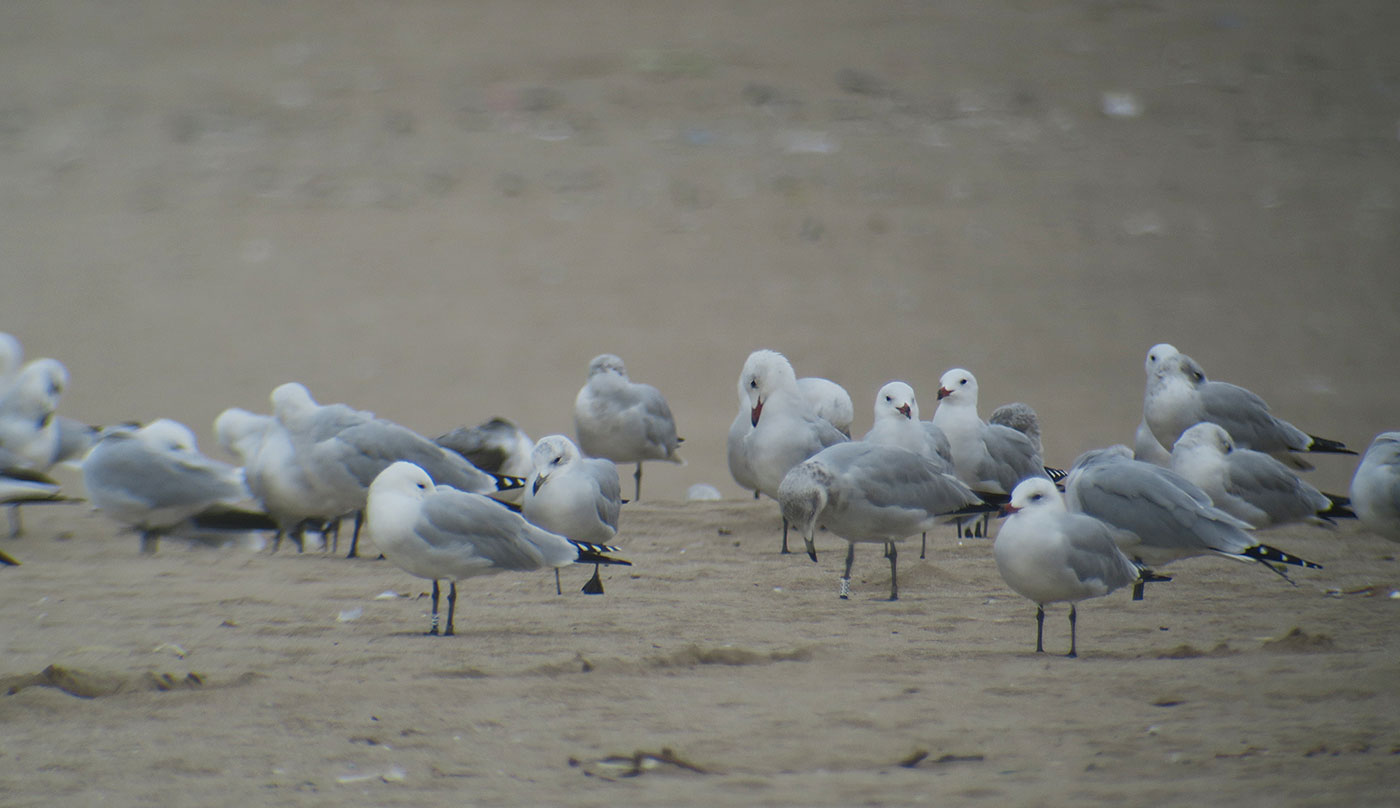 08_korallenmoewe_audouins-gull_atlantik_marokko_2018-11-25_4240