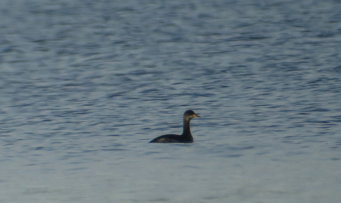 08_rothalstaucher_red-necked-grebe_starnberger-see_2018-12-28_6061