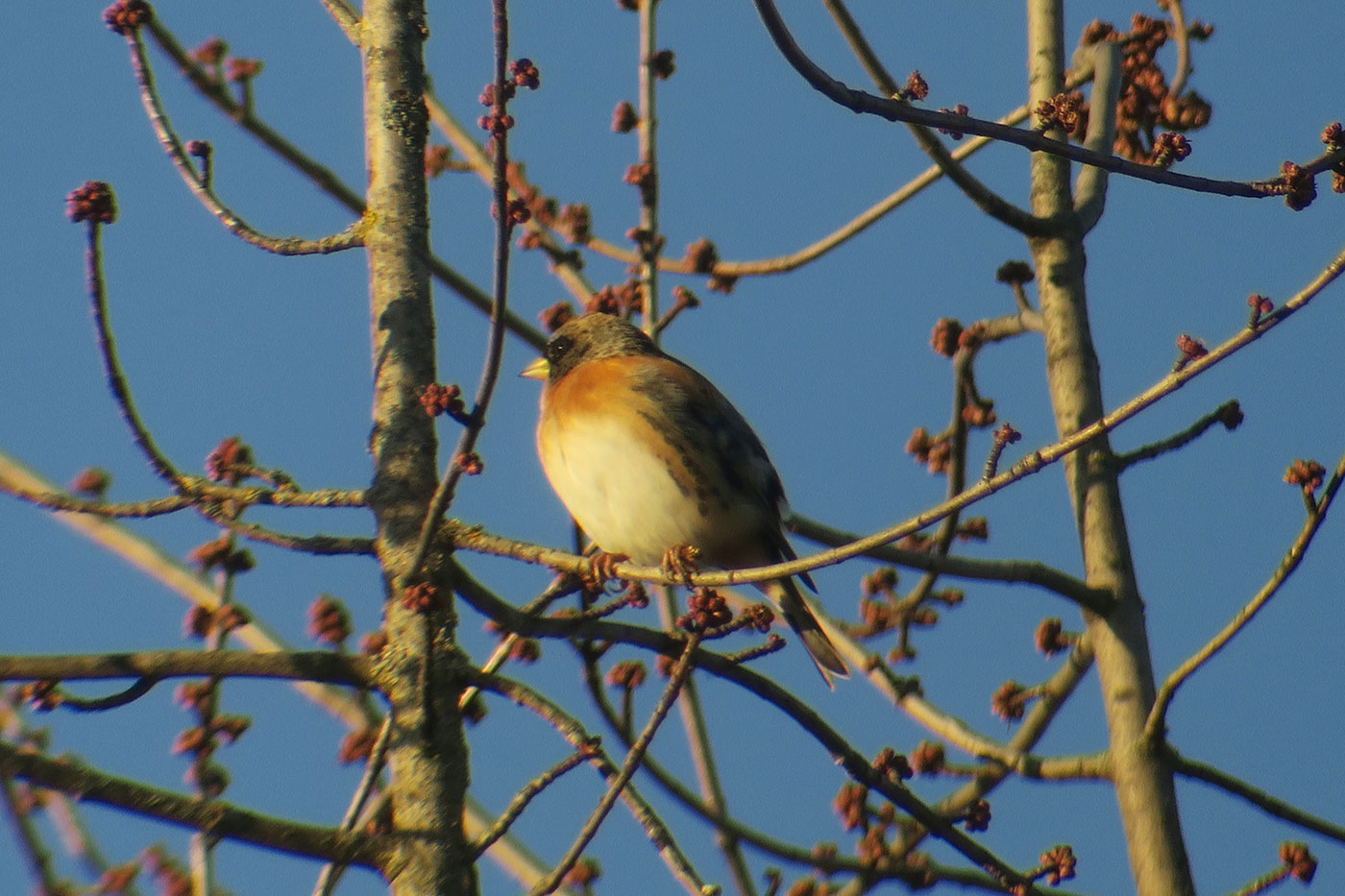 09_bergfink_brambling_friedhof-perlacher_2018-12-26_5951