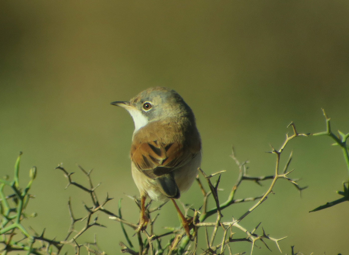 09_brillengrasmuecke_spectacled-warbler_sidi-wassay_marokko_2018-11-24_3508