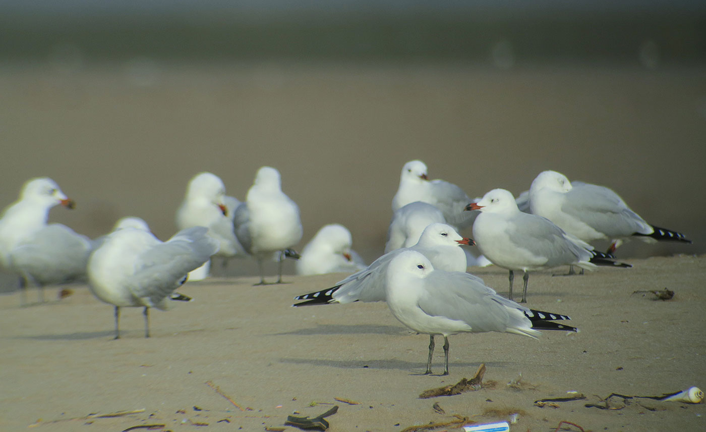 09_korallenmoewe_audouins-gull_atlantik_marokko_2018-11-25_4286