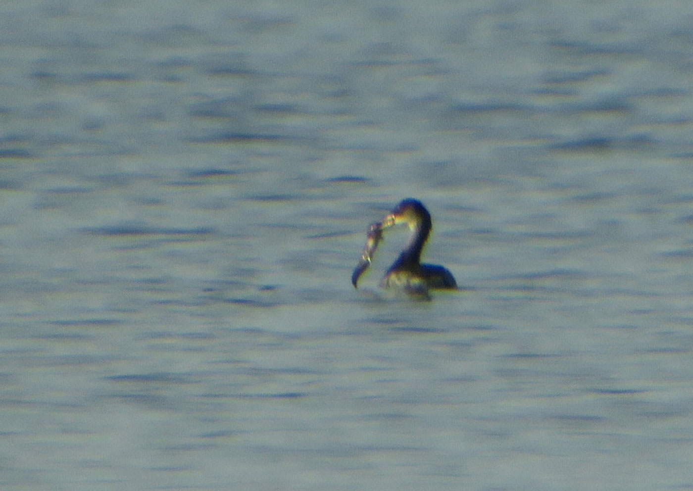 09_rothalstaucher_red-necked-grebe_starnberger-see_2018-12-28_6070