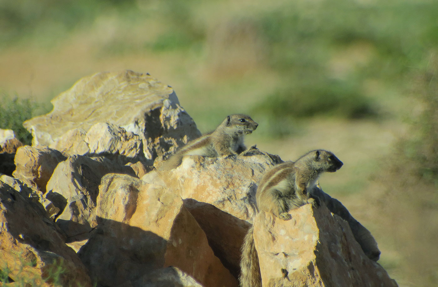 10_atlashoernchen_barbary-ground-squirrel_sidi-wassay_marokko_2018-11-24_3538