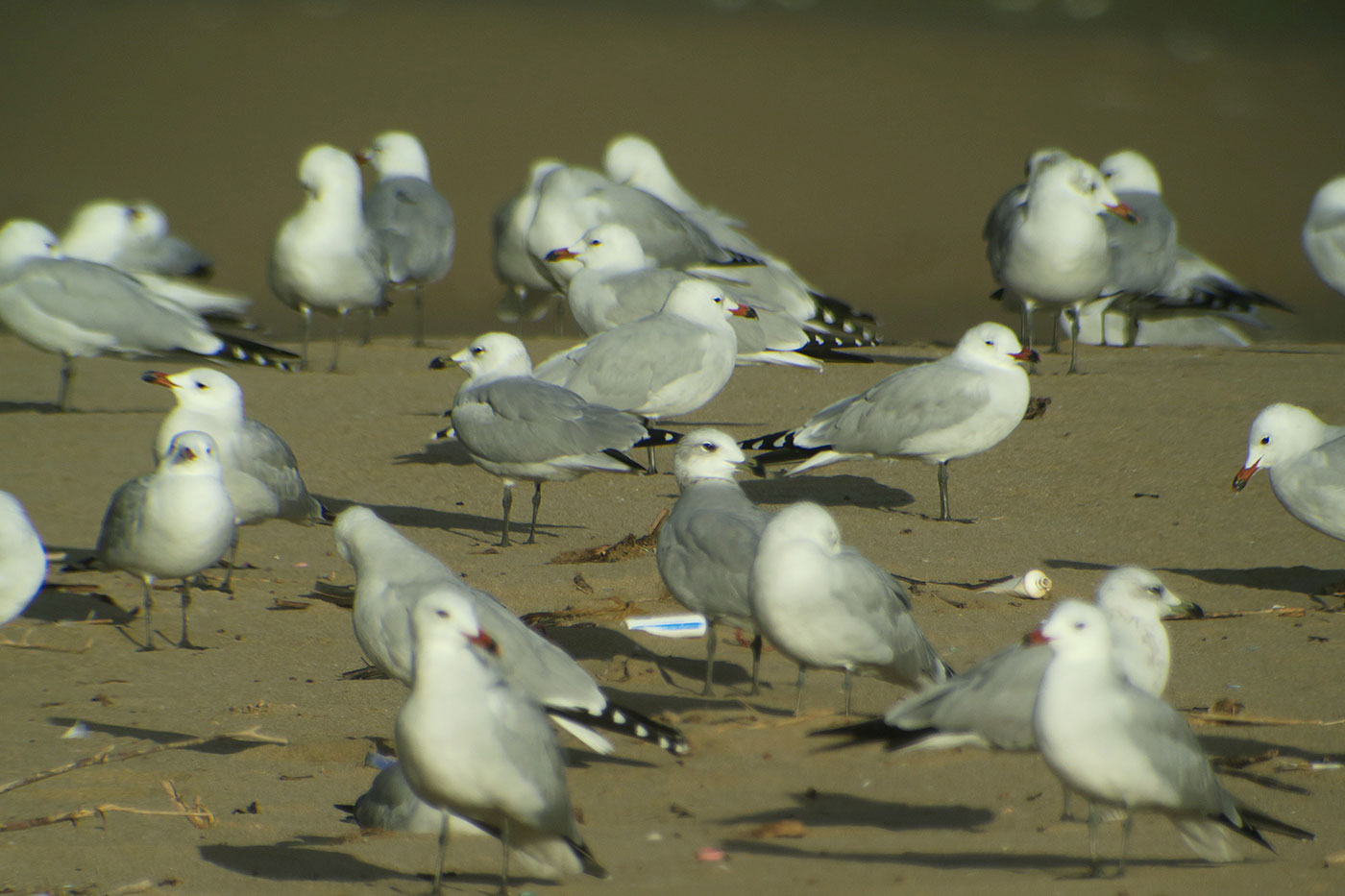 10_korallenmoewe_audouins-gull_atlantik_marokko_2018-11-25_4313