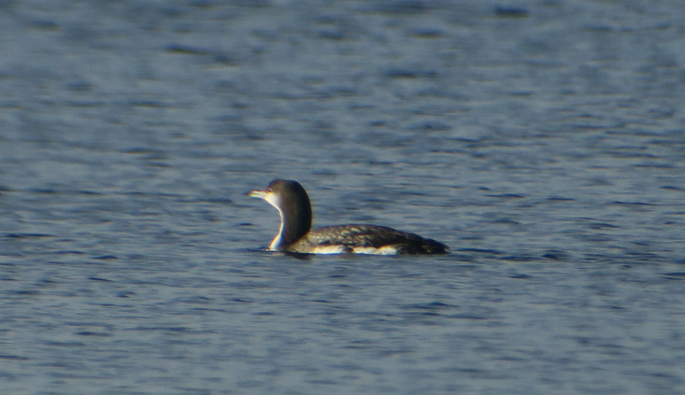 10_prachttaucher_black-throated-loon_starnberger-see_2018-12-28_6105