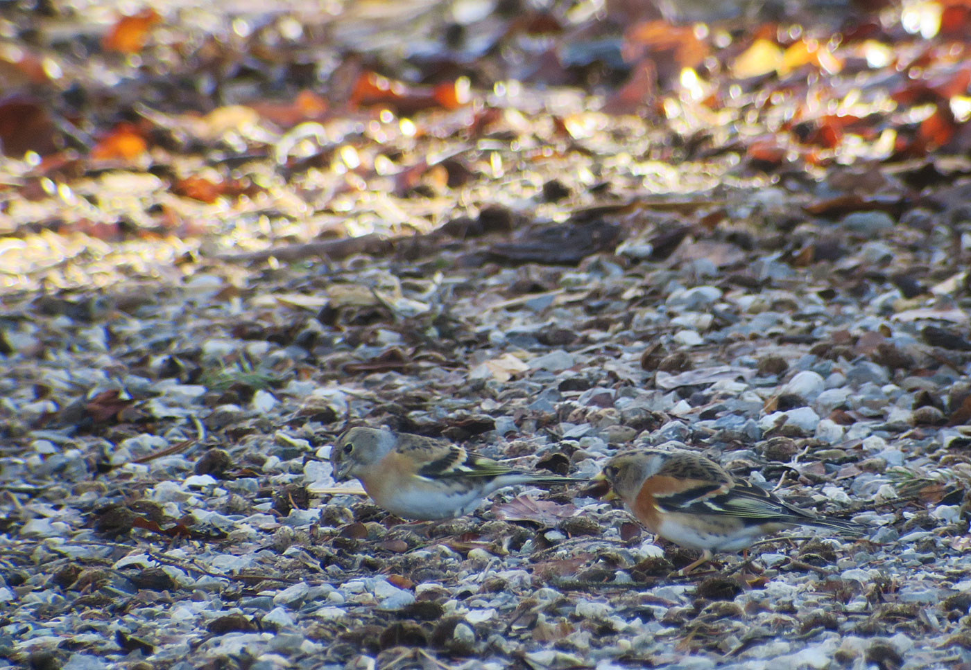 11_bergfink_brambling_starnberger-see_2018-12-28_6132