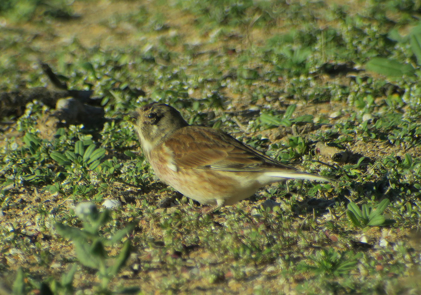 11_bluthaenfling_common_linnet_sidi-wassay_marokko_2018-11-24_3532