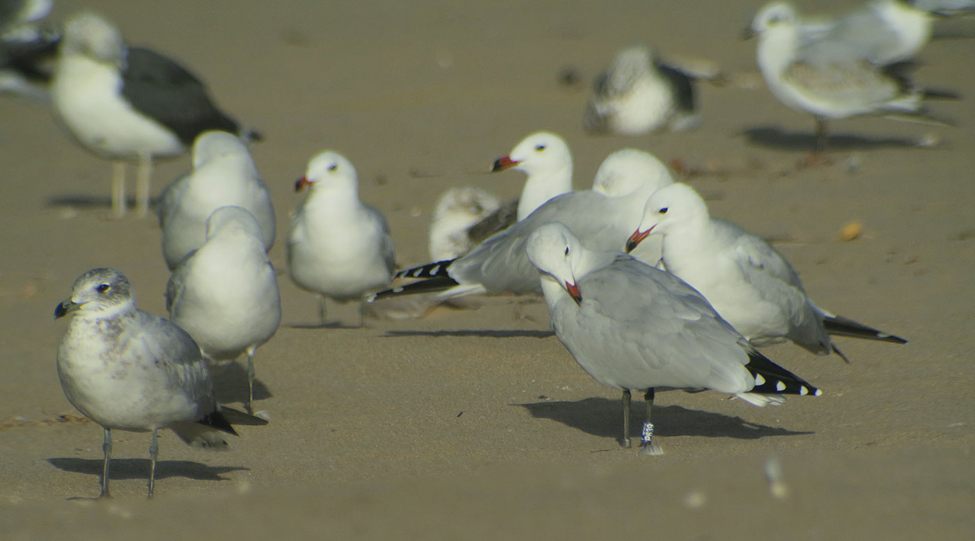 11_korallenmoewe_audouins-gull_atlantik_marokko_2018-11-25_4321