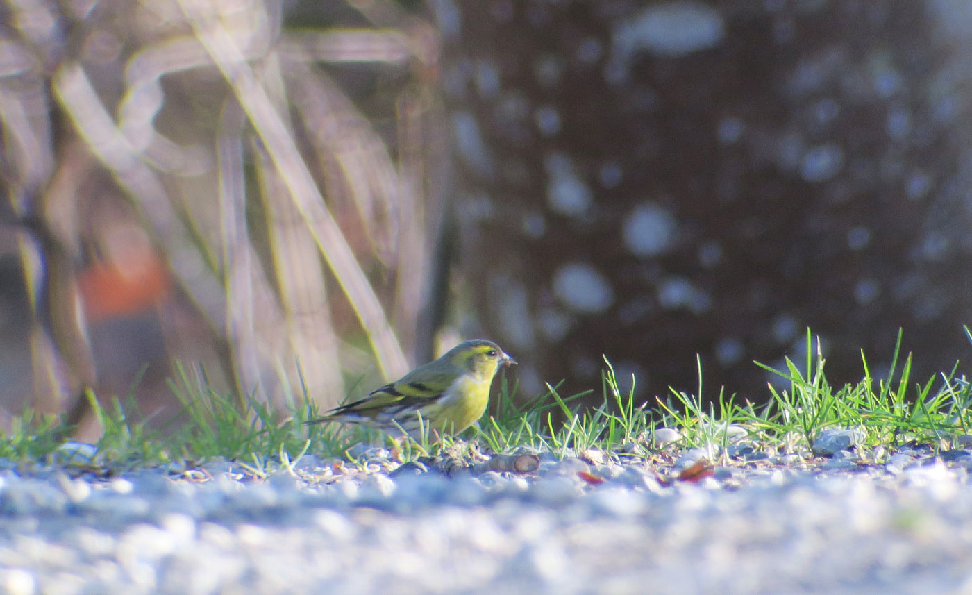 12_erlenzeisig_eurasian-siskin_starnberger-see_2018-12-28_6166