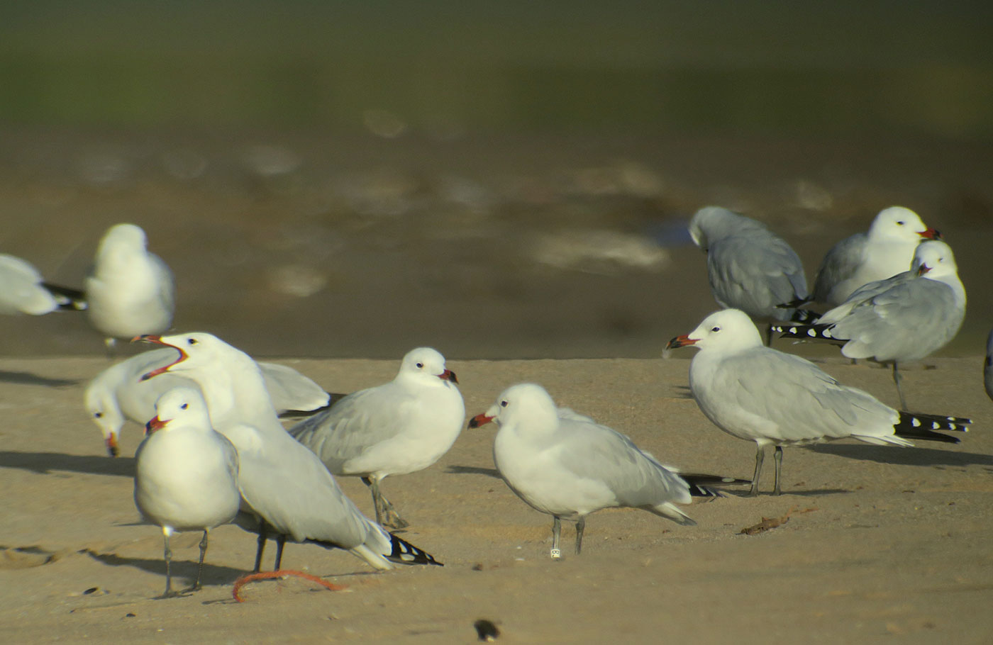 12_korallenmoewe_audouins-gull_atlantik_marokko_2018-11-25_4352