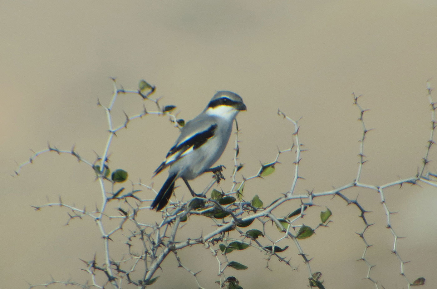 12_raubwuerger_elegans_great-grey-shrike_guelmim_marokko_2018-11-26_4481