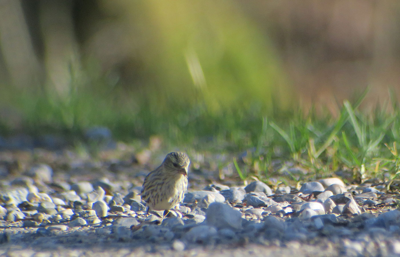 13_erlenzeisig_eurasian-siskin_starnberger-see_2018-12-28_6184