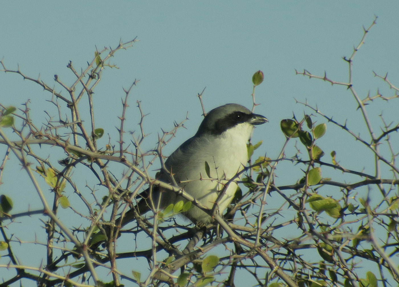 13_raubwuerger_great-grey-shrike_guelmim_marokko_2018-11-26_4569