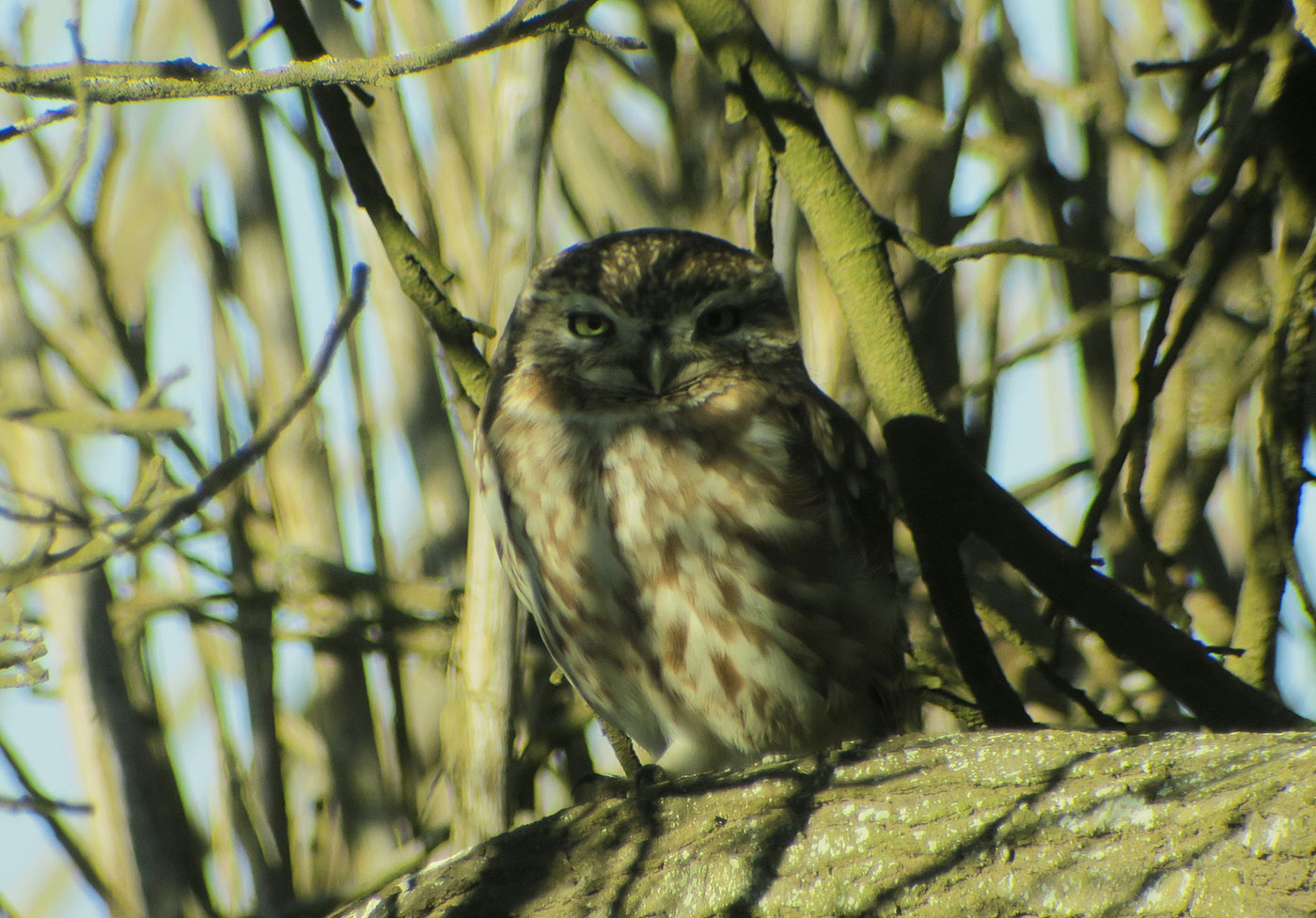 13_steinkauz_little-owl_sidi-wassay_marokko_2018-11-24_3543