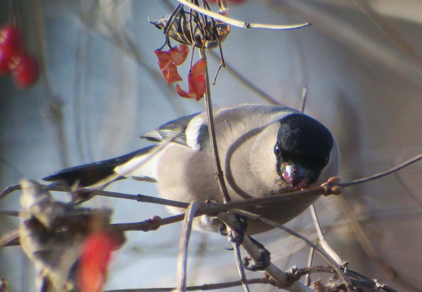 14_gimpel_eurasian-bullfinch_starnberger-see_2018-12-28_6207