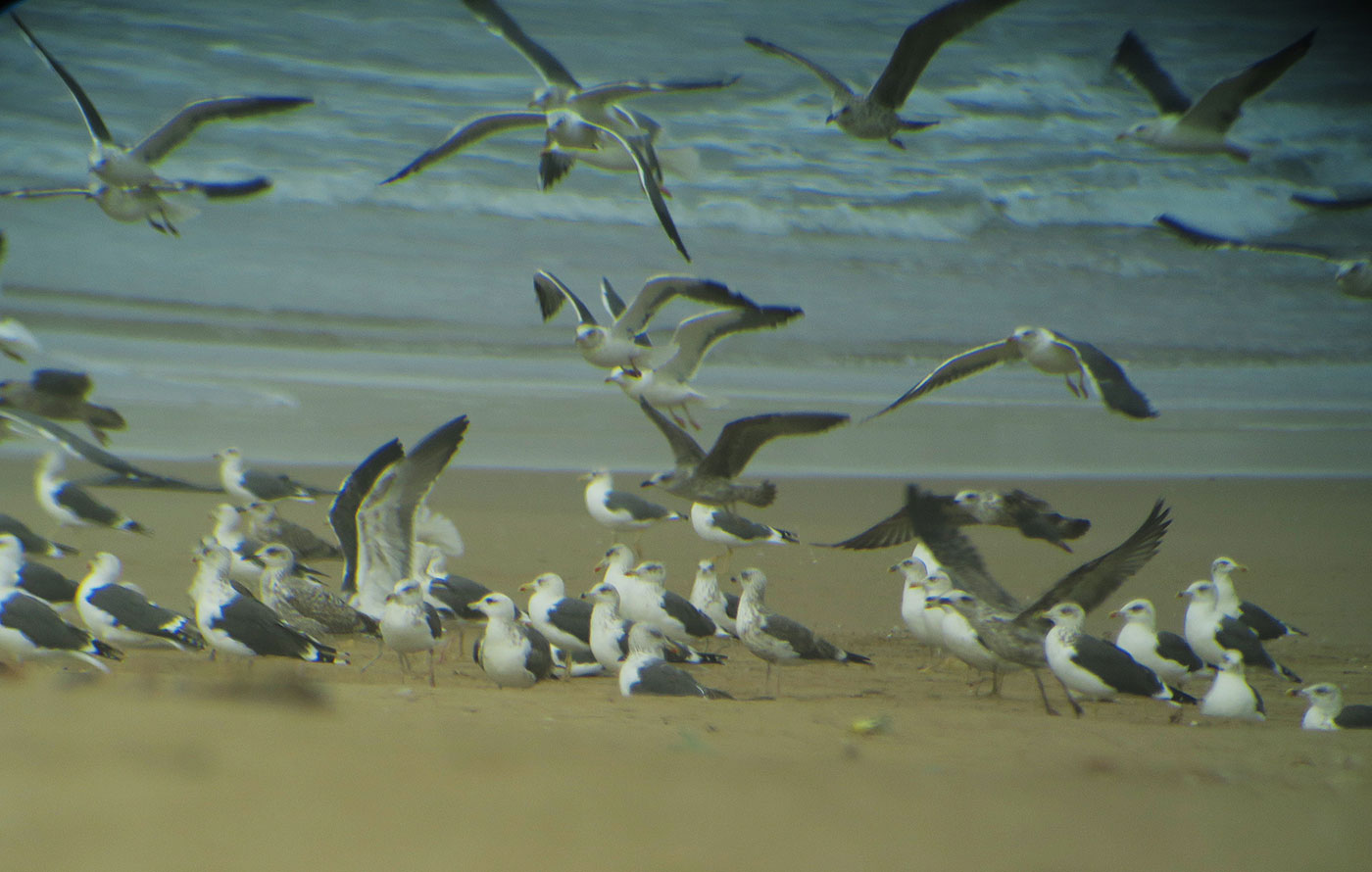 14_mantelmoewe_great-black-backed-gull_marokko_2018-11-25_4265