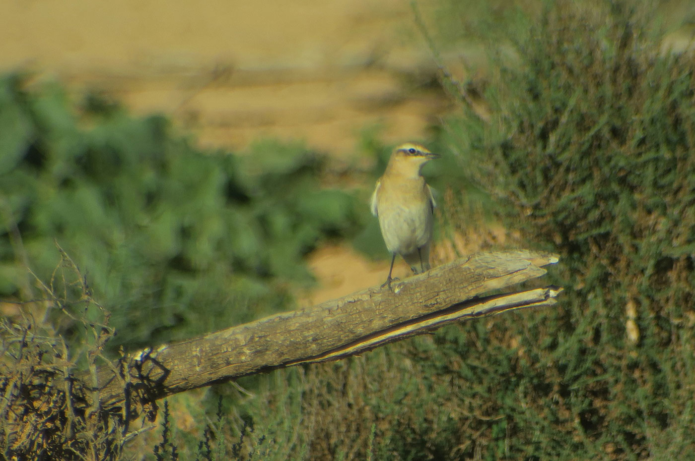 14_steinschmaetzer_northern-wheatear_guelmim_marokko_2018-11-26_4493