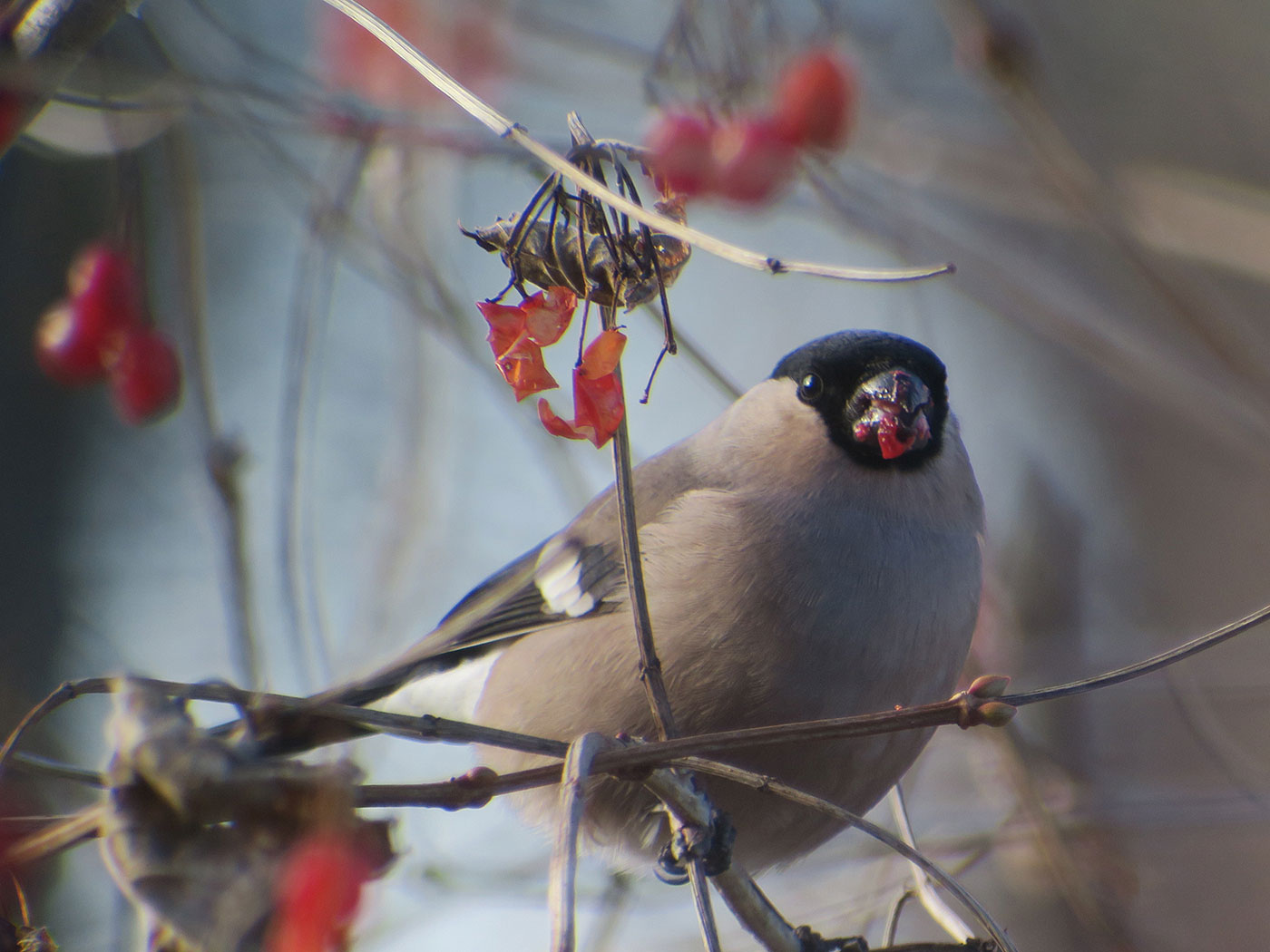 15_gimpel_eurasian-bullfinch_starnberger-see_2018-12-28_6216