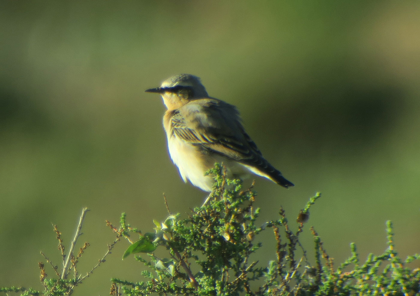 15_steinschmaetzer_northern-wheatear_guelmim_marokko_2018-11-26_4502