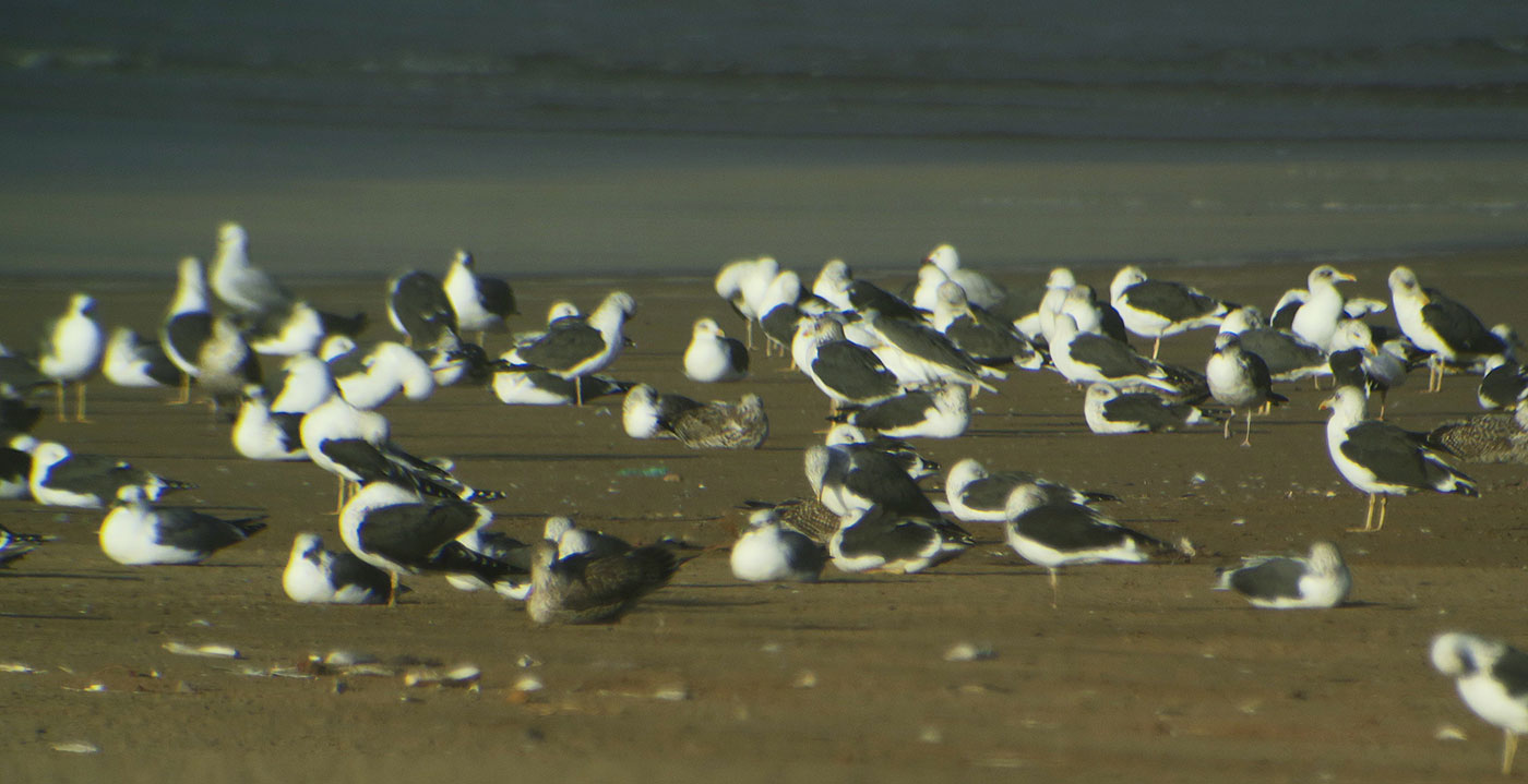 16_mantelmoewe_great-black-backed-gull_marokko_2018-11-25_4346