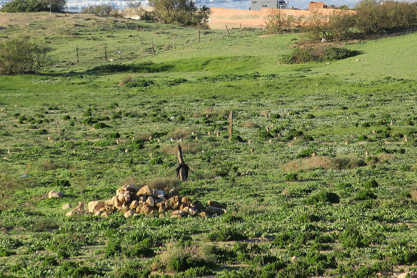 16_triele_eurasian-stone-curlew_sidi-wassay_marokko_2018-11-24_3622