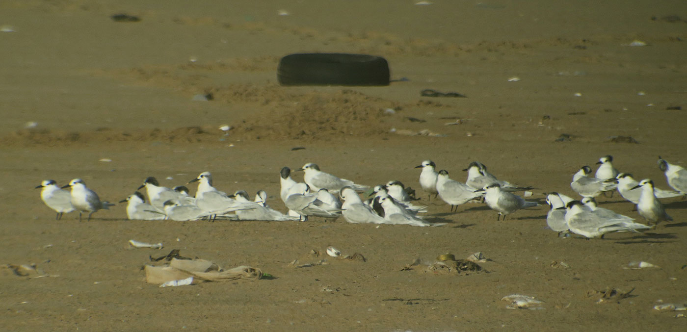 17_brandseeschwalbe_sandwich-tern_marokko_2018-11-25_4344