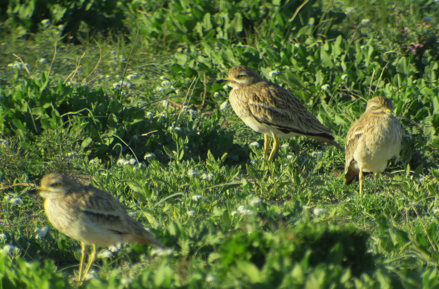 17_triele_eurasian-stone-curlew_sidi-wassay_marokko_2018-11-24_3665