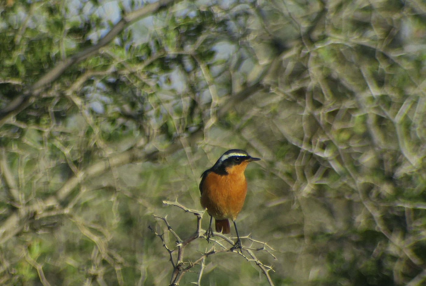 18_diademrotschwanz_moussiers-redstart_guelmim_marokko_2018-11-26_4548